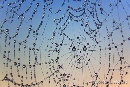 Dewy Spider Web_22428.jpg - Photographed at Smiths Falls, Ontario, Canada.